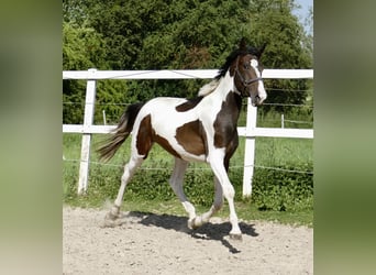 Altri cavalli a sangue caldo, Stallone, 3 Anni, 170 cm, Pezzato