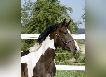 Altri cavalli a sangue caldo, Stallone, 3 Anni, 170 cm, Pezzato