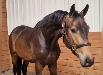 Altri cavalli a sangue caldo, Stallone, 3 Anni, Pelle di daino