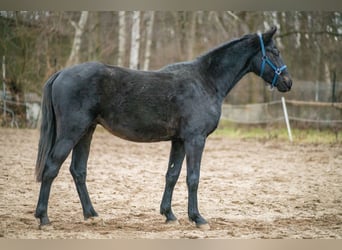Altri cavalli a sangue caldo, Stallone, 4 Anni, 163 cm, Baio nero