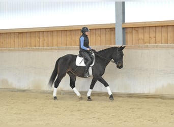 Altri cavalli a sangue caldo, Stallone, 4 Anni, 167 cm, Baio nero