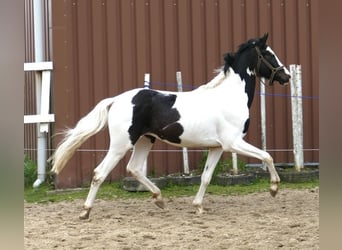 Altri cavalli a sangue caldo, Stallone, 4 Anni, 168 cm, Pezzato