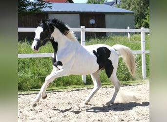 Altri cavalli a sangue caldo, Stallone, 4 Anni, 168 cm, Pezzato