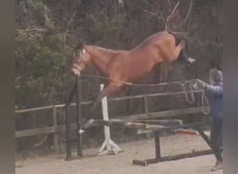 Altri cavalli a sangue caldo, Stallone, 4 Anni, 170 cm, Baio