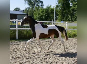 Altri cavalli a sangue caldo, Stallone, 4 Anni, 170 cm, Pezzato