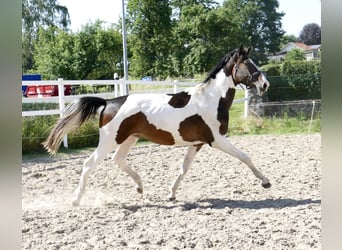 Altri cavalli a sangue caldo, Stallone, 4 Anni, 170 cm, Pezzato