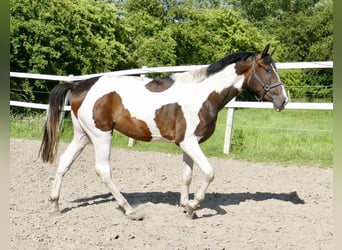 Altri cavalli a sangue caldo, Stallone, 4 Anni, 170 cm, Pezzato