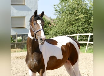 Altri cavalli a sangue caldo, Stallone, 4 Anni, 170 cm, Pezzato