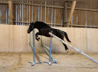 Altri cavalli a sangue caldo, Stallone, 5 Anni, 167 cm, Baio nero