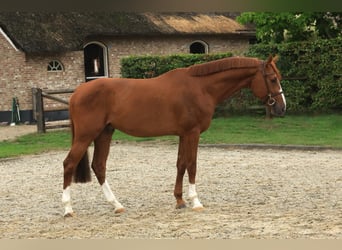 Altri cavalli a sangue caldo, Stallone, 5 Anni, 168 cm, Sauro