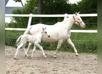 Altri cavalli a sangue caldo, Stallone, Puledri (05/2025), 168 cm, Pezzato