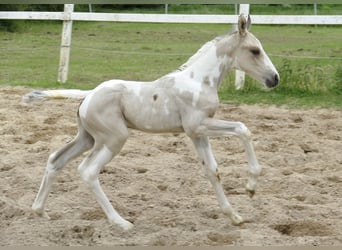 Altri cavalli a sangue caldo, Stallone, Puledri (05/2025), 168 cm, Pezzato