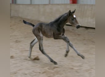 Altri cavalli a sangue caldo, Stallone, Puledri (02/2026), 170 cm, Baio nero