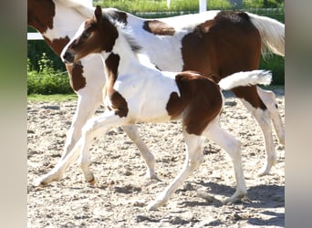 Altri cavalli a sangue caldo, Stallone, Puledri
 (04/2024), 170 cm, Pezzato
