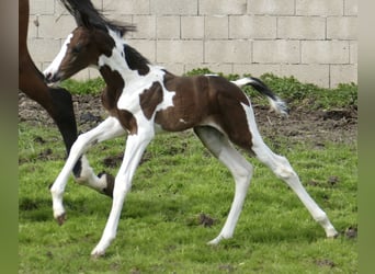 Altri cavalli a sangue caldo, Stallone, Puledri (04/2026), 170 cm, Pezzato