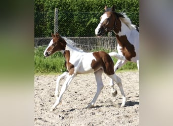 Altri cavalli a sangue caldo, Stallone, Puledri
 (04/2024), 170 cm, Pezzato