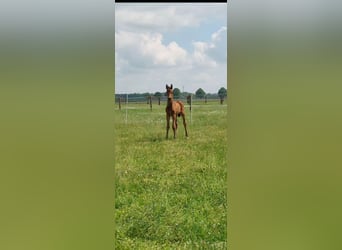 Altri cavalli a sangue caldo, Stallone, Puledri (05/2026), Baio