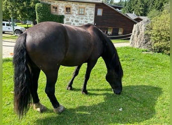 Altri cavalli a sangue freddo Mix, Castrone, 10 Anni, 155 cm, Baio nero