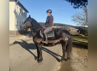 Altri cavalli a sangue freddo, Castrone, 10 Anni, 160 cm, Morello