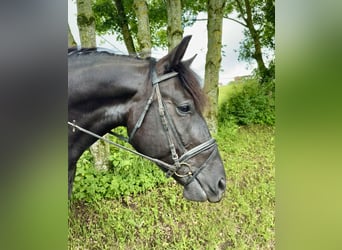 Altri cavalli a sangue freddo, Castrone, 10 Anni, 160 cm, Morello