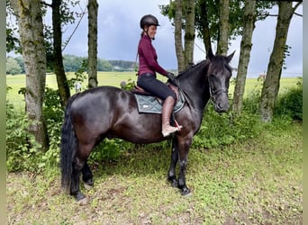 Altri cavalli a sangue freddo, Castrone, 10 Anni, 160 cm, Morello