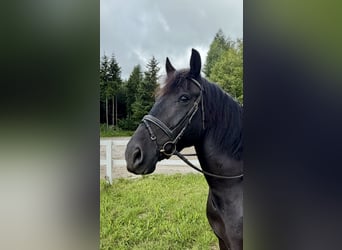Altri cavalli a sangue freddo, Castrone, 10 Anni, 160 cm, Morello