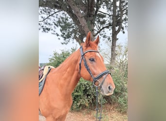 Altri cavalli a sangue freddo, Castrone, 11 Anni, 160 cm, Sauro