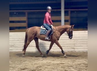 Altri cavalli a sangue freddo, Castrone, 11 Anni, 160 cm, Sauro