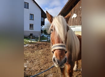Altri cavalli a sangue freddo, Castrone, 12 Anni, 160 cm, Sauro