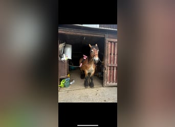 Altri cavalli a sangue freddo, Castrone, 13 Anni, 161 cm, Baio