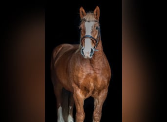 Altri cavalli a sangue freddo, Castrone, 13 Anni, 172 cm, Sauro