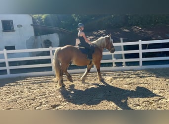 Altri cavalli a sangue freddo, Castrone, 15 Anni, 165 cm, Sauro