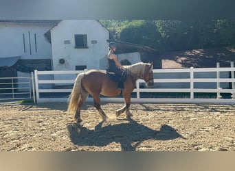 Altri cavalli a sangue freddo, Castrone, 15 Anni, 165 cm, Sauro