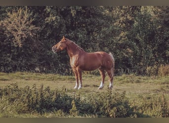 Altri cavalli a sangue freddo, Castrone, 16 Anni, 166 cm, Sauro