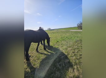 Altri cavalli a sangue freddo, Castrone, 19 Anni, 155 cm, Baio nero