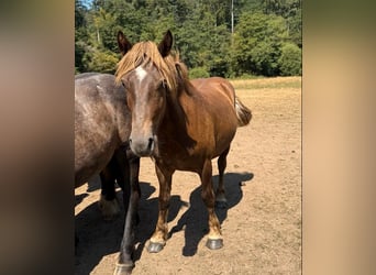 Altri cavalli a sangue freddo Mix, Castrone, 2 Anni, 155 cm