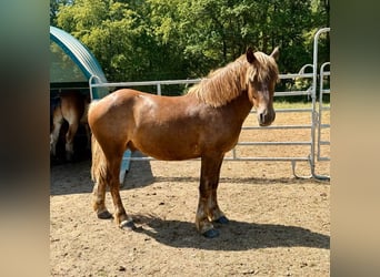 Altri cavalli a sangue freddo Mix, Castrone, 2 Anni, 155 cm