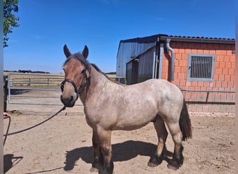 Altri cavalli a sangue freddo, Castrone, 2 Anni, 155 cm