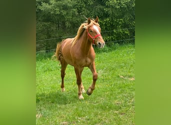 Altri cavalli a sangue freddo, Castrone, 2 Anni, 156 cm, Sauro