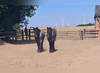 Altri cavalli a sangue freddo, Castrone, 2 Anni, 163 cm