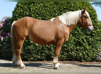 Altri cavalli a sangue freddo, Castrone, 3 Anni, 153 cm, Sauro