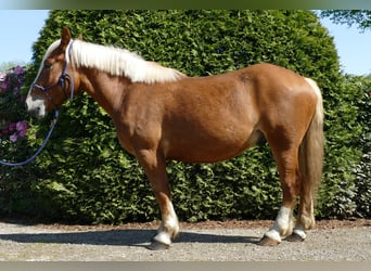 Altri cavalli a sangue freddo, Castrone, 3 Anni, 153 cm, Sauro
