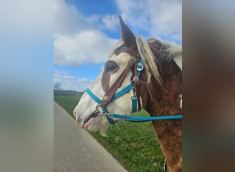 Altri cavalli a sangue freddo, Castrone, 3 Anni, 154 cm, Pezzato