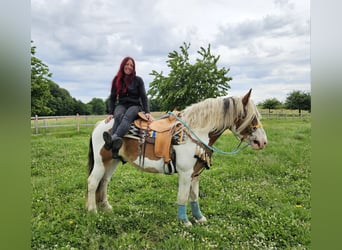 Altri cavalli a sangue freddo, Castrone, 3 Anni, 154 cm, Pezzato