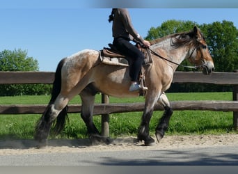 Altri cavalli a sangue freddo, Castrone, 3 Anni, 156 cm, Falbo baio
