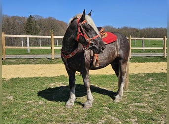 Altri cavalli a sangue freddo, Castrone, 4 Anni, 153 cm, Sauro scuro