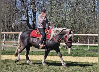Altri cavalli a sangue freddo, Castrone, 4 Anni, 153 cm, Sauro scuro