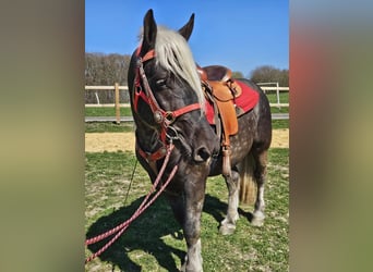 Altri cavalli a sangue freddo, Castrone, 4 Anni, 153 cm, Sauro scuro