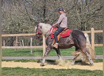 Altri cavalli a sangue freddo, Castrone, 4 Anni, 153 cm, Sauro scuro