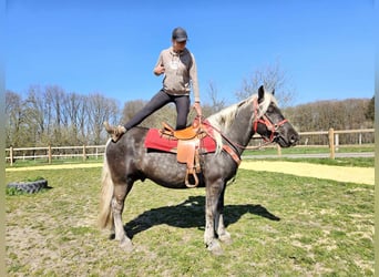 Altri cavalli a sangue freddo, Castrone, 4 Anni, 153 cm, Sauro scuro